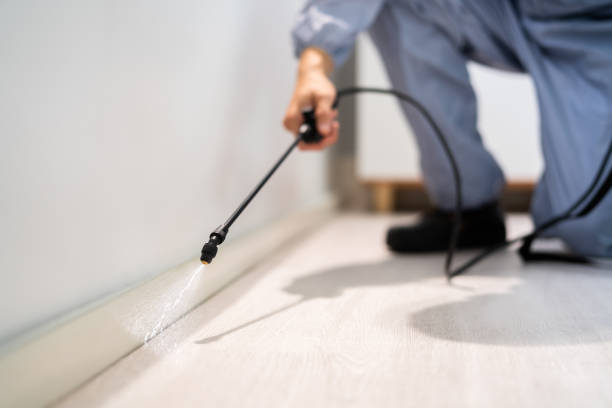 Licensed Wasp Removal service in South Barrington, IL - Show Me Pest Control